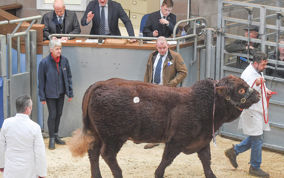 Ring remains king for putting confidence back into the beef sector