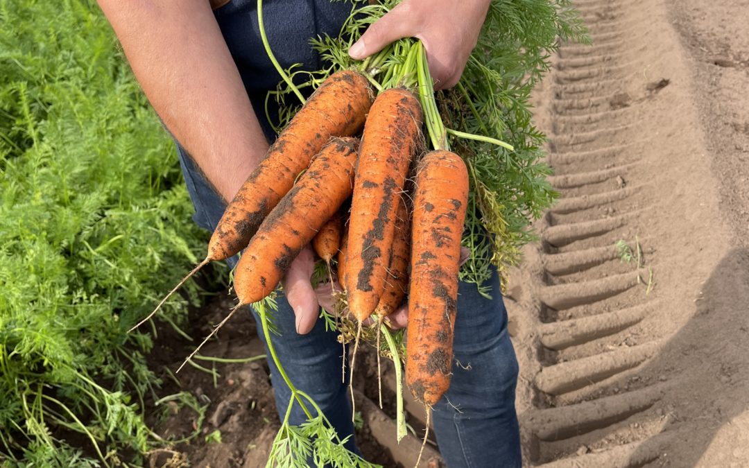 Carrots are the tops – 7 top facts and recipes for British Carrot Day