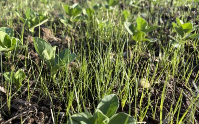 Agronomy blog – Winter crops: drilling nears completion, but grass weeds continue to germinate