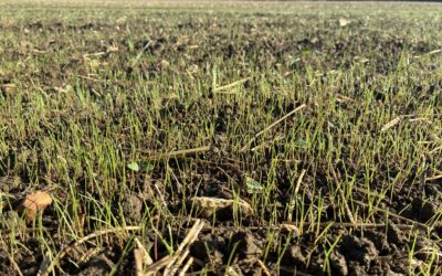 Agronomy blog: Black-grass – there’s more to come