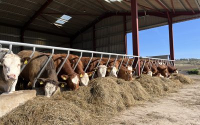Farmers Urged to Make Critical Winter Feeding Decisions