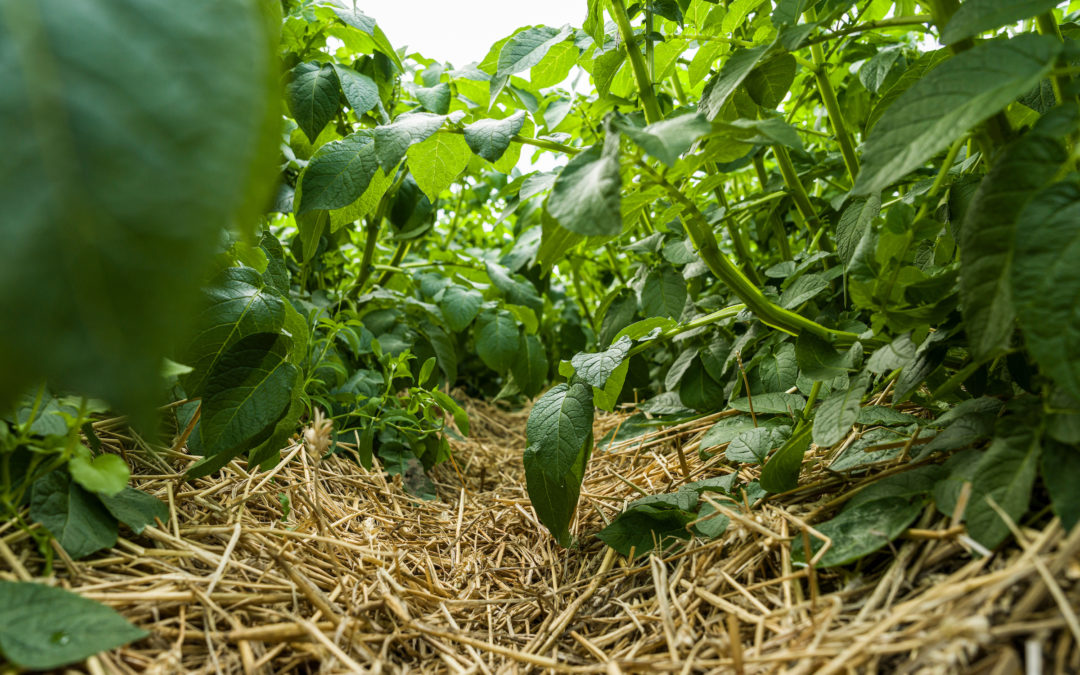 Groundbreaking IPM platform shortlisted for industry award sparks discussions