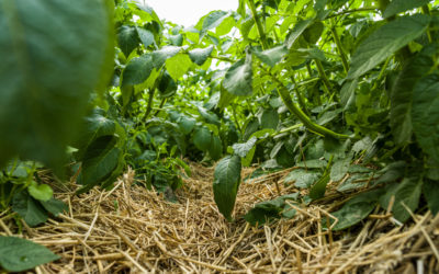 Groundbreaking IPM platform shortlisted for industry award sparks discussions