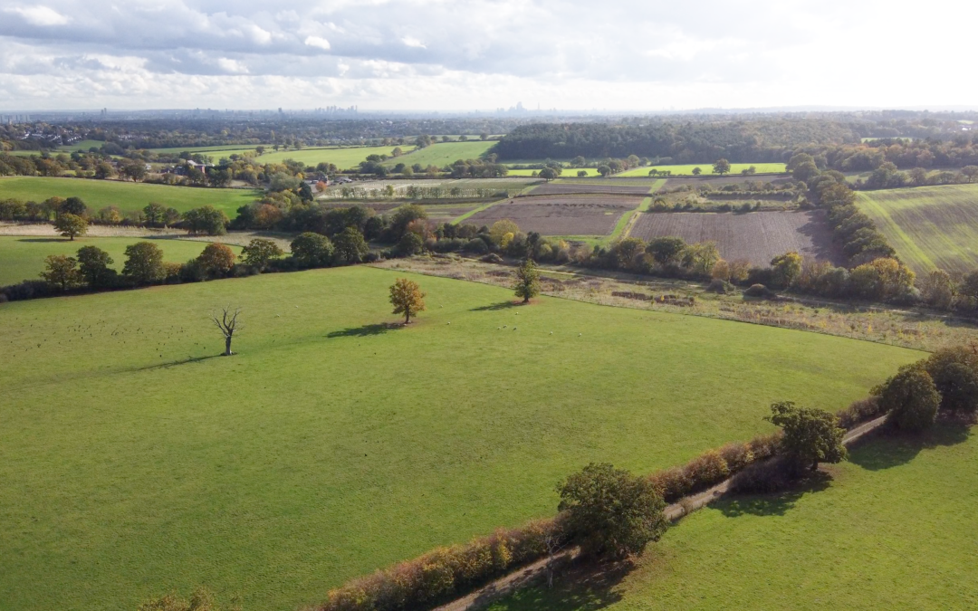 Rewilding project on London’s edge opens new chapter for urban nature recovery