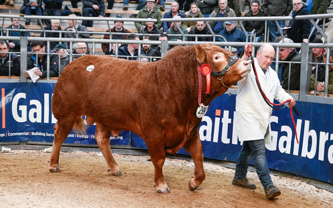 RECORD DAY FOR ABERDEEN ANGUS AND BEEF SHORTHORN AT STIRLING