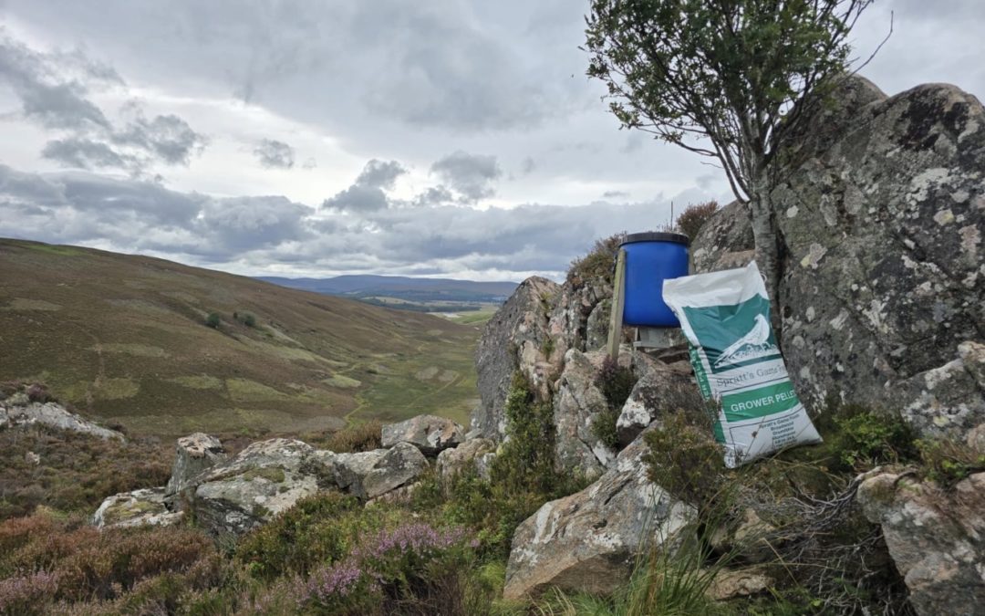 Precision nutrition unlocks potential for Highland partridge